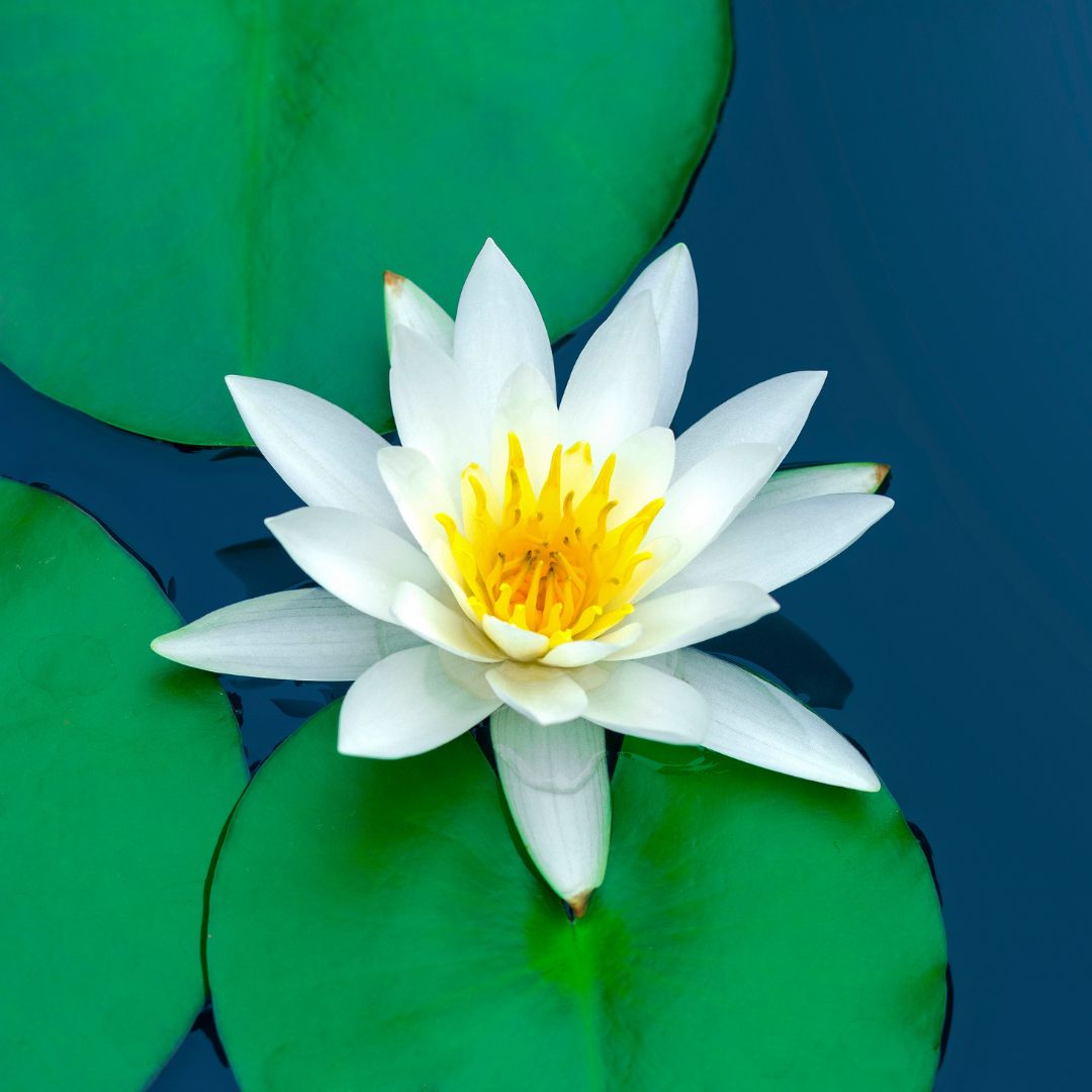 Embracing Natural Harmony: The Enchanting Benefits of Lotus in Body Lotion